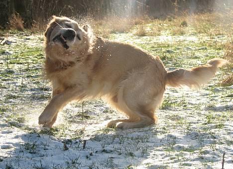 Golden retriever Nickie *Himmelhund* - Så skal der rystes efter rulleturen. billede 9