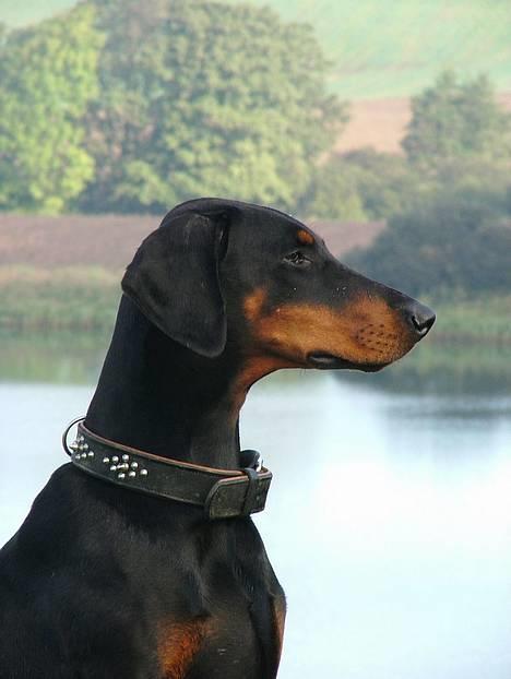 Dobermann Neckelmanns Shiva *RIP* - Shiva´s profil.... billede 1