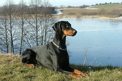 Dobermann Neckelmanns Shiva *RIP* - Marts 2005... billede 2