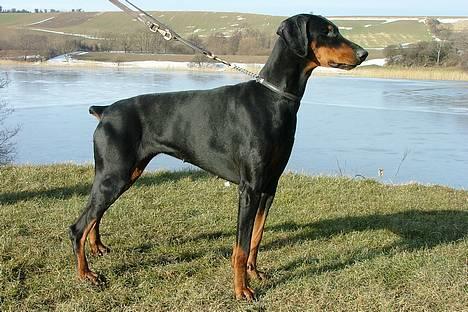Dobermann Neckelmanns Shiva *RIP* - Marts 2005... billede 3