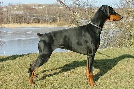 Dobermann Neckelmanns Shiva *RIP* - Marts 2005... billede 4