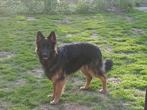 Schæferhund Langtoftens Gordon. R.I.P - Gordon som fuldvoksen. billede 2