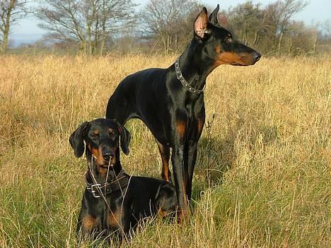 Dobermann Neckelmanns Shiva *RIP* - November 2004 billede 5