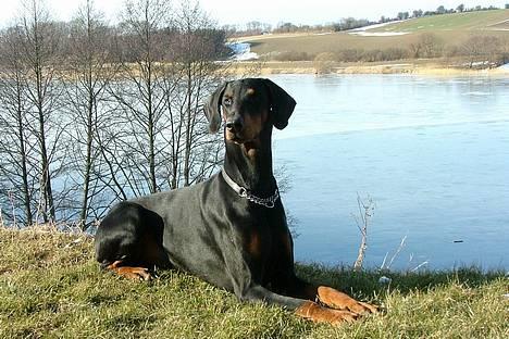 Dobermann Neckelmanns Shiva *RIP* - Marts 2005... billede 6