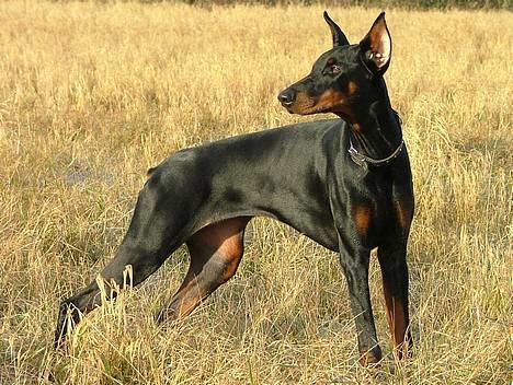 Dobermann Vega (Duna) *omplaceret* - Vega 9 måneder... billede 1