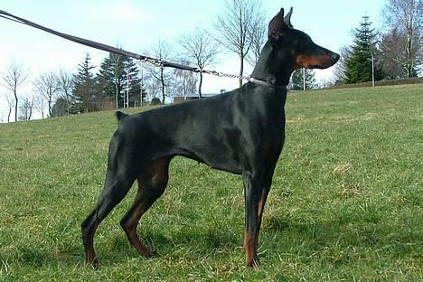 Dobermann Vega (Duna) *omplaceret* - Februar 2005... Vega er 1 år gammel på dette billede... billede 2