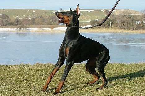 Dobermann Vega (Duna) *omplaceret* - Marts 2005... Vega gider ikke stå model... billede 3