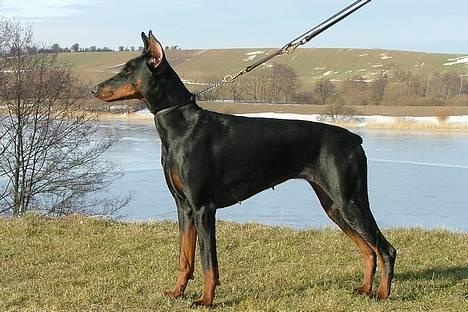 Dobermann Vega (Duna) *omplaceret* - Marts 2005...  billede 4