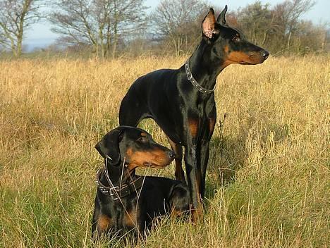 Dobermann Vega (Duna) *omplaceret* billede 5