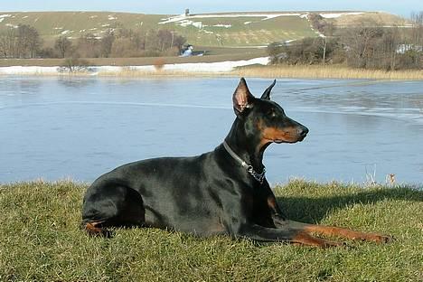 Dobermann Vega (Duna) *omplaceret* - Marts 2005.... billede 6