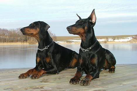 Dobermann Vega (Duna) *omplaceret* - Marts 2005... Shiva og Vega i frøperspektiv.... billede 7