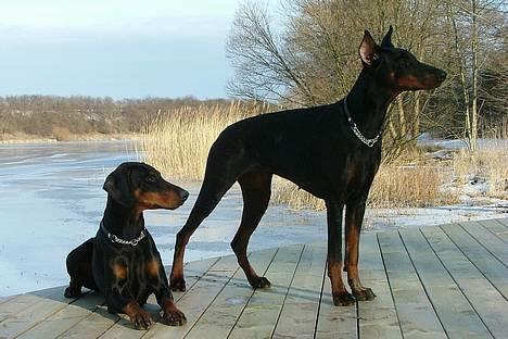 Dobermann Vega (Duna) *omplaceret* - Marts 2005... billede 8