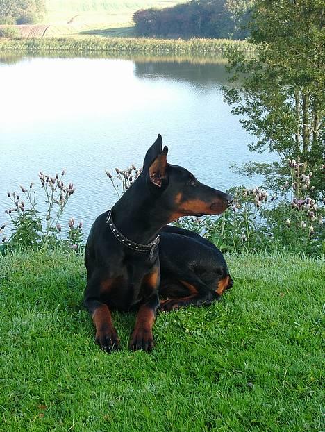 Dobermann Vega (Duna) *omplaceret* - Vega er her 7 måneder gammel.... med dejlig baggrund... billede 9