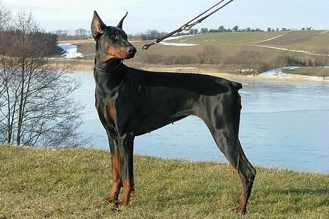 Dobermann Vega (Duna) *omplaceret* - Marts 2005... billede 10