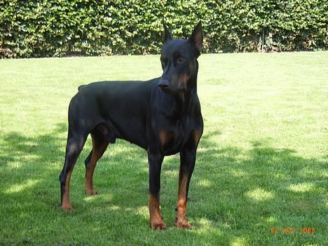 Dobermann Nashville Boy billede 1