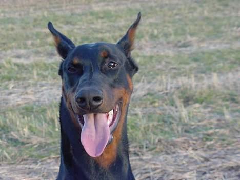 Dobermann Nashville Boy billede 2
