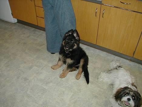 Schæferhund Langtoftens Gordon. R.I.P - Lille Gordon. Kan slet ikke forstå at han har været så lille:-) billede 3