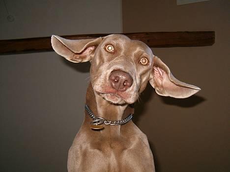 Weimaraner Kiwi - Hahahaha ret sjovt billede! billede 8
