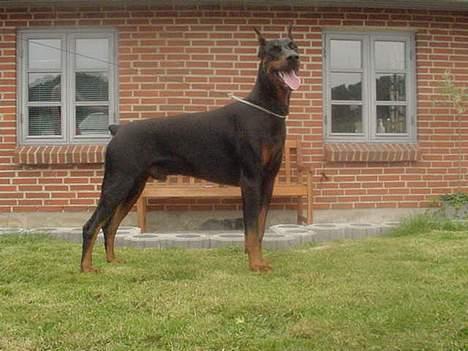 Dobermann Nashville Boy billede 3