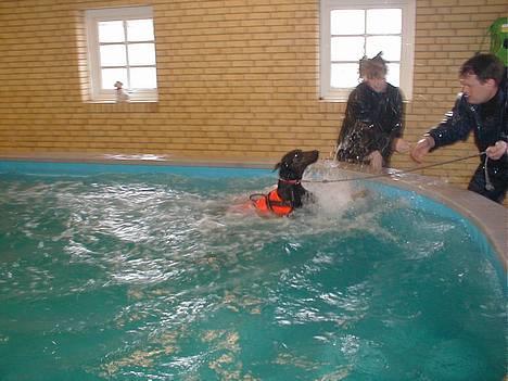 Dobermann Nashville Boy billede 4