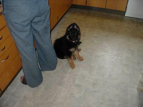 Schæferhund Langtoftens Gordon. R.I.P - Gemmer mig bag mor. billede 4