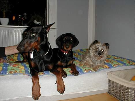 Dobermann Nashville Boy billede 5