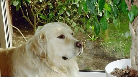 Golden retriever Leregårdens Unusual Uwe  billede 4