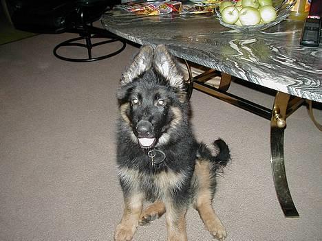 Schæferhund Langtoftens Gordon. R.I.P - Hvad sker der lige for hans øre:-) billede 6