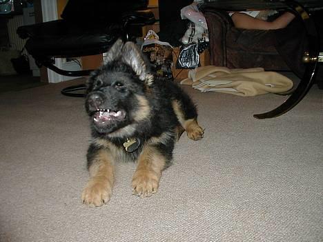 Schæferhund Langtoftens Gordon. R.I.P - Første gang han gør... billede 7