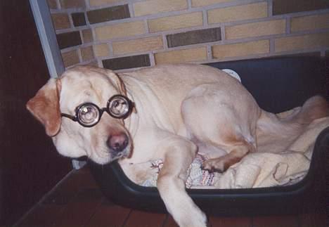 Labrador retriever Polly - Hvad er det der over, skal vist lige have briller på... billede 2