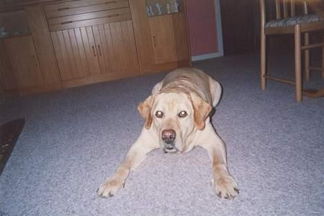 Labrador retriever Polly billede 3