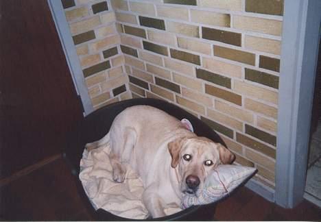 Labrador retriever Polly billede 4