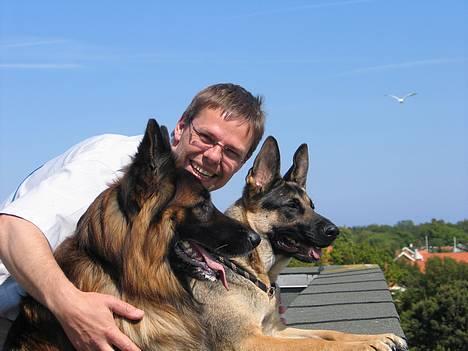 Schæferhund Samson - en rigtig god 3´er! billede 6