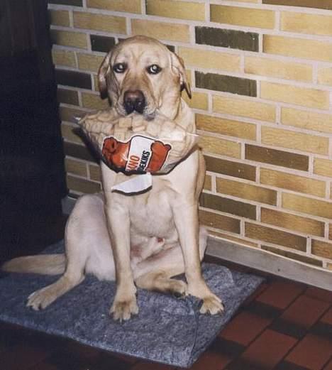 Labrador retriever Polly billede 5