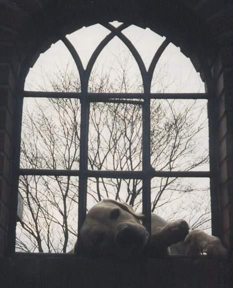 Labrador retriever Polly billede 6