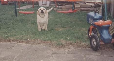 Labrador retriever Polly billede 8