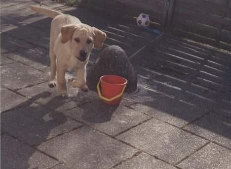 Labrador retriever Polly billede 9