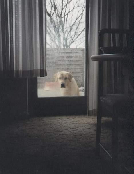 Labrador retriever Polly billede 10