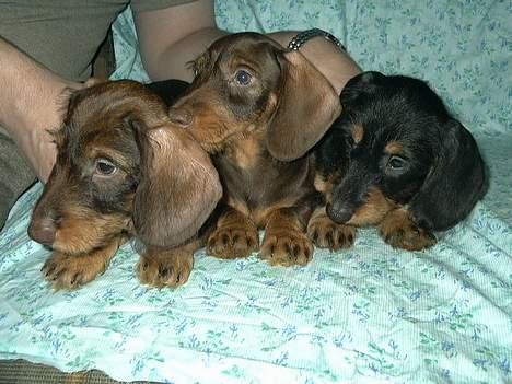 Gravhund Truska - Truska til højre sammen med hendes 2 brune brødre da hun stadig boede "hjemme" i Rusland billede 3