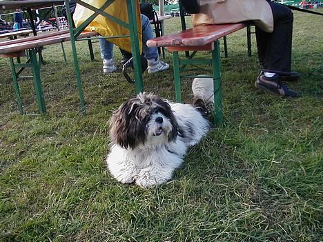 Lhasa apso Mille - Mille på Bregentved. billede 1