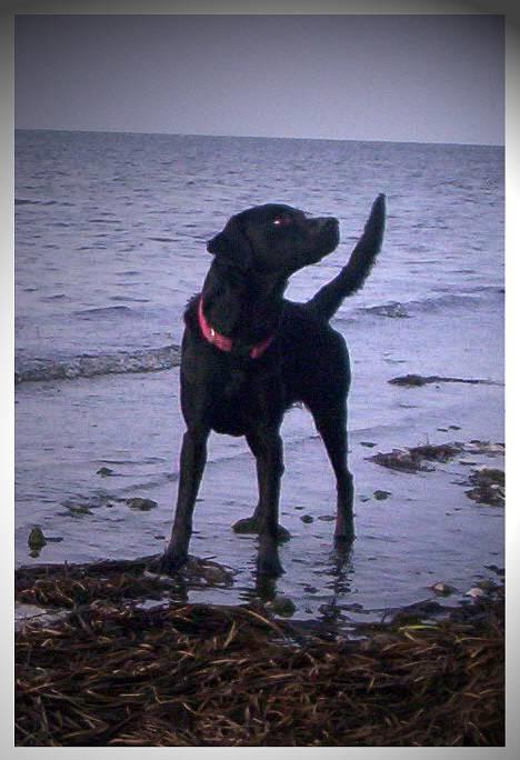 Blanding af racer Katja - Dejlig vaps! billede 1