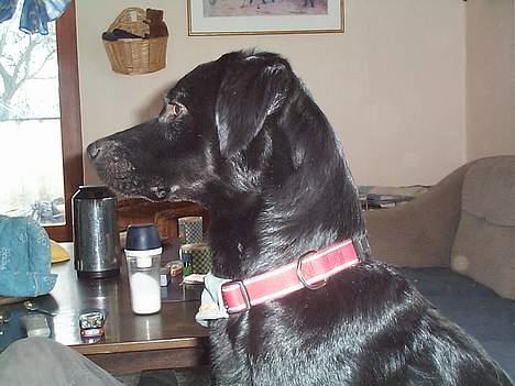 Blanding af racer Katja - Smuk profil billede 2