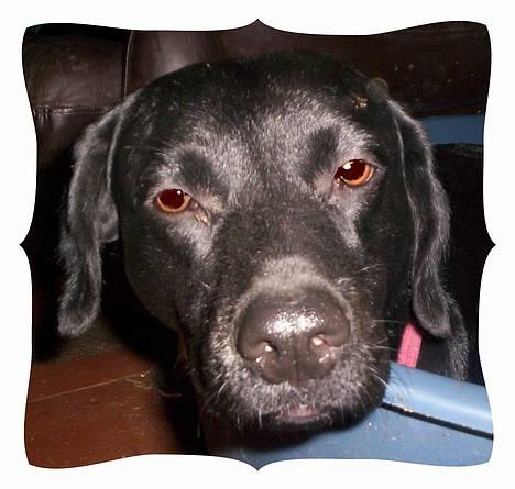 Blanding af racer Katja - Tæt på billede 4