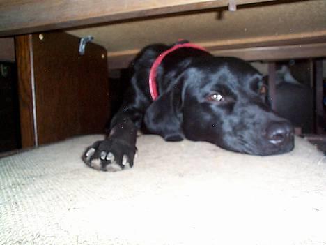 Blanding af racer Katja - Under spisebordet--- billede 5