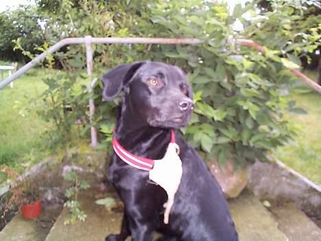 Blanding af racer Katja - Ung og dejlig billede 6