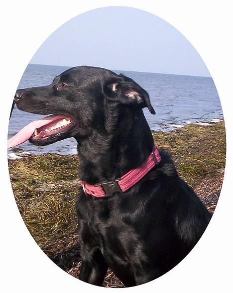 Blanding af racer Katja - Med tungen ud! billede 7