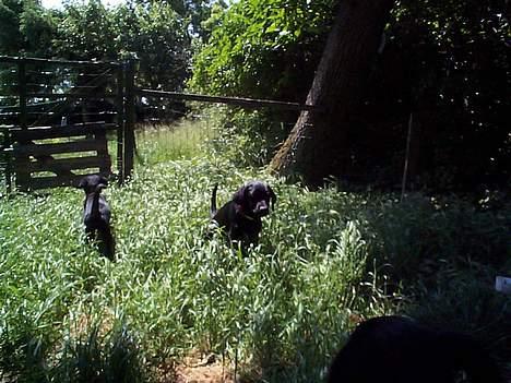 Blanding af racer Katja - Lille hvalp - i gang med noget meget svært :o) billede 8