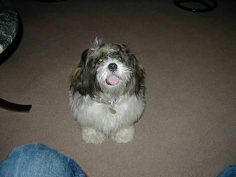 Lhasa apso Mille - Er jeg ikke sød:-) billede 2