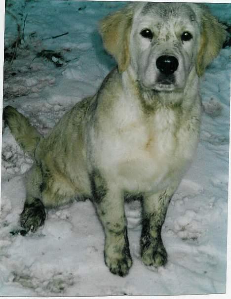 Golden retriever Leregårdens Unusual Uwe  billede 5