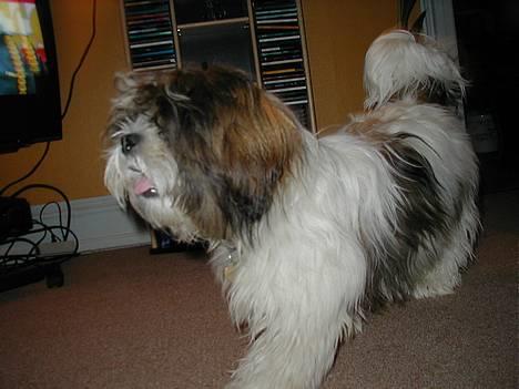 Lhasa apso Mille - Lille Mille. billede 3
